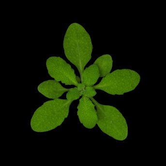 The Plant Observatory - Arabidopsis thaliana Ressource Center