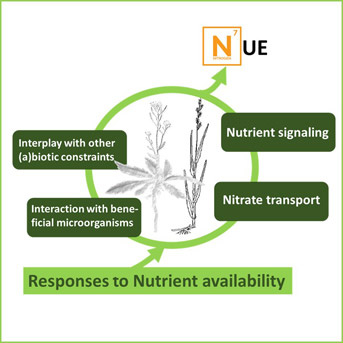 Nitrogen Use, Transport and Signaling