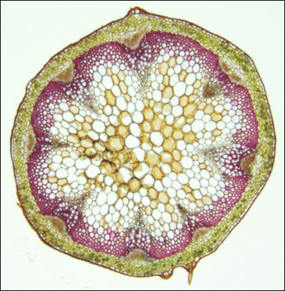 Transversal section of the floral stem of Arabidopsis