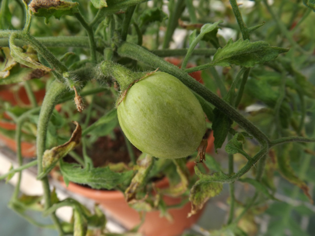 Non-ripening tomato mutant