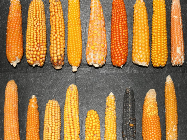 Phenotype of maize ear representative of its genetic diversity in Europe and in America
