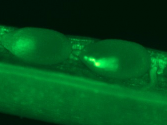Glutamine synthetase expressed in the embryo of Arabidopsis