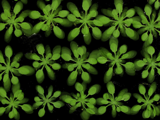 Growing Arabidopsis