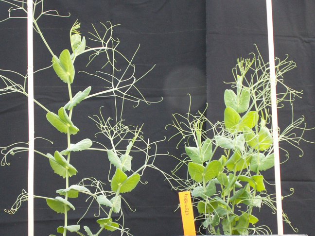 Wild type left) and rms1 mutant (right) pea plant