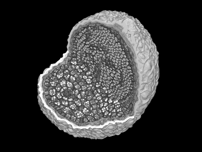 Coupe de graine d'A thaliana, Microtomographie X sur la ligne ANATOMIX, @SOLEIL