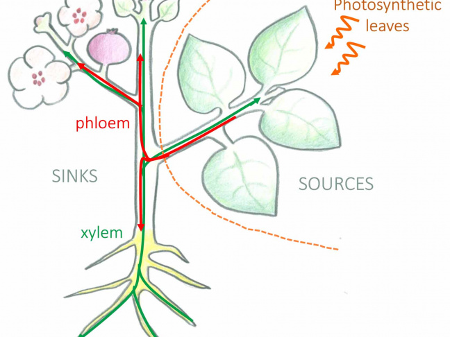Plant long-distance transport of photoassimilates between source and sink organs