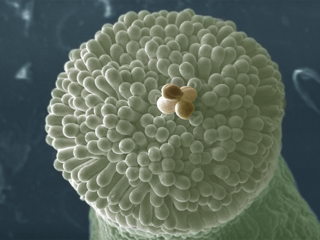 A pollen grain tetrad on top of a pistil (A. thaliana)