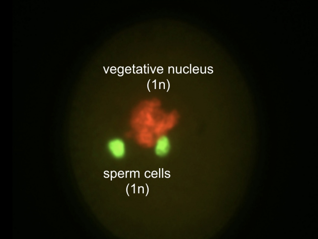 Pollen d’Arabidopsis présentant les noyaux marqués avec des protéines fluorescentes