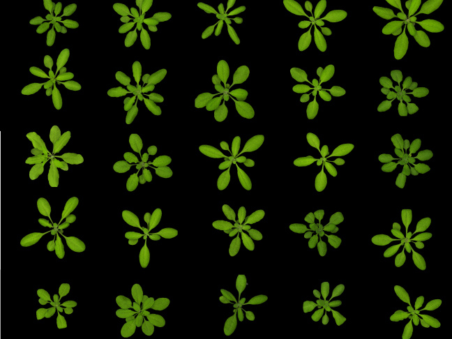 Arabidopsis thaliana diversity