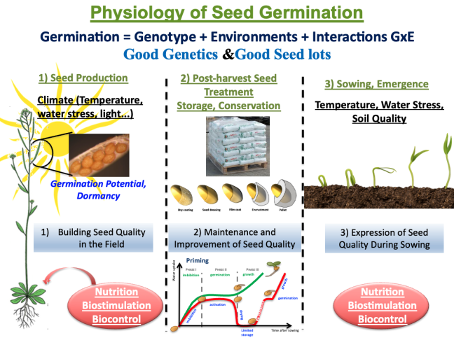 Seed physiology
