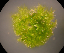 La plante modèle Physcomitrella patens