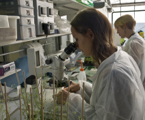 Working with Arabidopsis