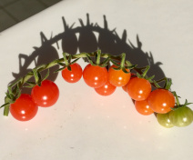 Fruits from a wild tomato