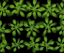 Arabidopsis en croissance