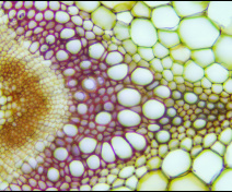 Organisation des tissus vasculaires dans la hampe florale de Arabidopsis