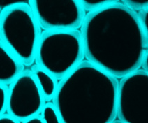 Observation en fluorescence dans la hampe florale des cellules de xylème chez Arabidopsis
