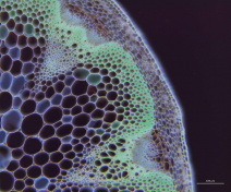 Détail de faisceaux cribrovasculaires dans la hampe florale chez l’accession Ct1 d’Arabidopsis (images en fausses couleurs)