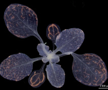 Architecture des nervures dans les différents rangs foliaires d’une plantule d’Arabidopsis (images en fausses couleurs). Les veines mineures sont marquées par une coloration rose
