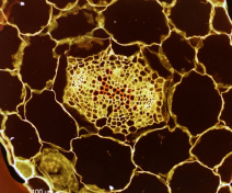 Section transversale de racine d’Arabidopsis. Détails de l’organisation des tissus vasculaires (image en fausses couleurs)