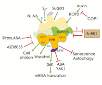 The central role of the TOR-kinase complex TORC