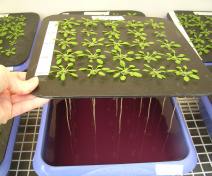 Plants in hydroponic culture
