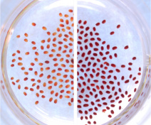 Coloration aux sels de tétrazolium montrant les différences de perméabilité des téguments de graines d’Arabidopsis