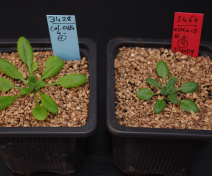 Rosettes d'Arabidopsis. A gauche la plante sauvage et à droite le mutant eskimo1