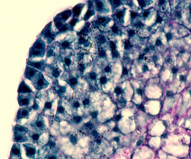 Initiation de l'embryogenèse somatique (épiderme de scutellum, Brachypodium)