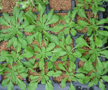 Mutant fpa d’Arabidopsis fleurissant tardivement
