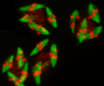 Chromosomes et fuseaux méiotiques chez un mutant d’ A. thaliana