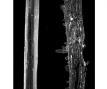 Cell adhesion defect in hypocotyl of an Arabidopsis mutant