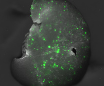 Wheat embryo transformed via biolistics