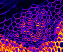 Transversal section of the floral stem of Arabidopsis. Details of the organization of the phloem (false-colour image)