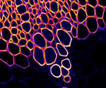 Transversal section of the floral stem of Arabidopsis. Details of the organization of the xylem (false-colour image)