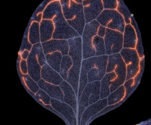 Vein pattern in an Arabidopsis leaf. Minor veins are labelled in pink (false-colour image)