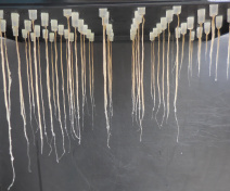 Study of root growth in Arabidopsis mutants altered in sugar transport