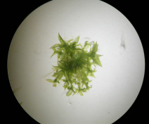 In vitro cultivated moss (Physcomitrella patens)