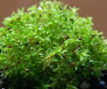 A moss plant (Physcomitrella patens) with the brown capsules containing the spores