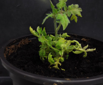 Tomato plants after transformation