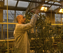 Researcher working in the greenhouse