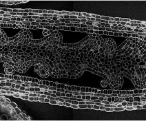 Arabidopsis thaliana pistil (confocal microscopy).