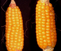 Ear of maize overexpressing cytosolic glutamine synthetase