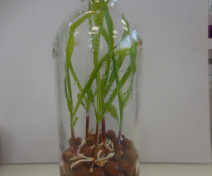 : Gnotobiotic system used to study plant-microorganisms interactions