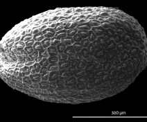 Scanning electron microscope picture of an Arabidopsis thaliana seed