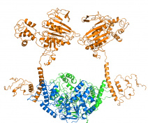 Hypothetical structure of the protein complex responsable for meiotic recombination initiation. Copyright: Claudine Mayer