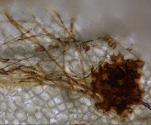 Close-up view of an A. thaliana leaf infected with B. cinerea. The brown colouring reveals the zone of accumulation of reactive oxygen species in fungal hyphae (left) and in certain leaf cells (right).