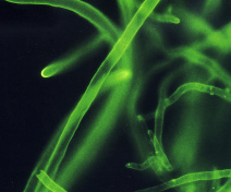 B. cinerea hyphae revealed by Wheat Germ Agglutinin (WGA) staining