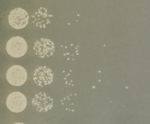 Bacterial enumeration using the Colony Forming Unit (CFU) technique
