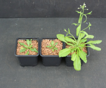 Plante d’Arabidopsis : mutants respiratoires (gauche), sauvage (droite)
