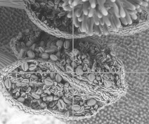 Anthère d’Arabidopsis et grains de pollen au microscope électronique